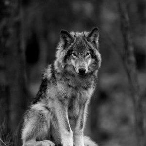 Meet your Posher, Julez